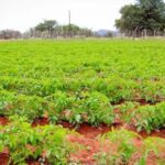 Kenyan Women Farmers Are Tired of Being Ignored While the Country Goes Hungry