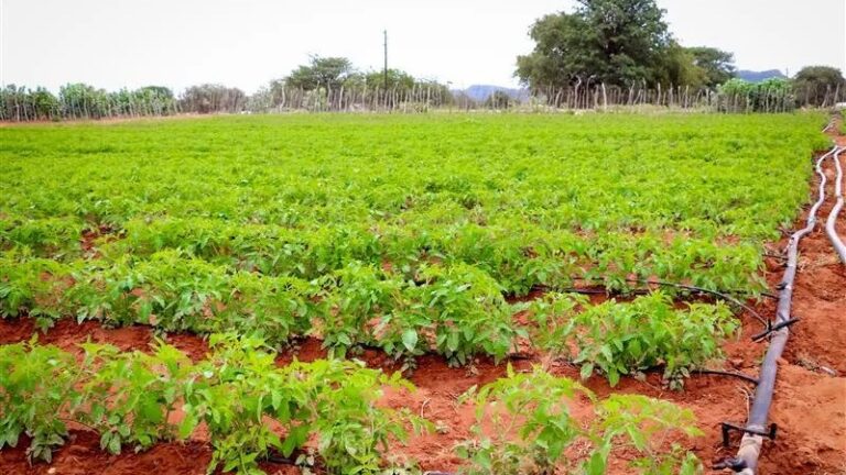 Kenyan Women Farmers Are Tired of Being Ignored While the Country Goes Hungry