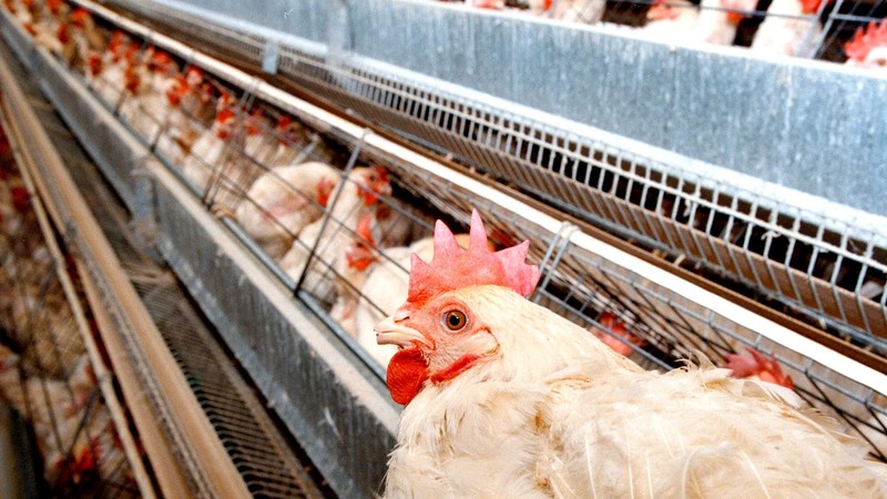 South Africa Just Changed How It Fights Bird Flu : Here's Why Your Chicken Prices Depend on It