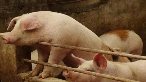 Kiambu's Pig Farmers Are Watching Years of Work Die in 72 Hours — and the Government Needs to Act Now