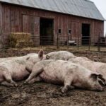 African Swine Fever Has Killed Over 1,470 Pigs in Kiambu — And Seven Counties Are Already Under Threat