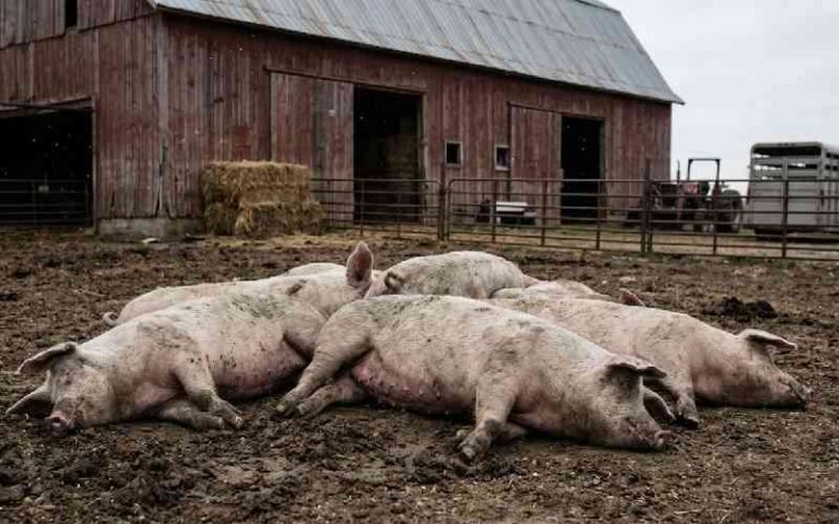 African Swine Fever Has Killed Over 1,470 Pigs in Kiambu — And Seven Counties Are Already Under Threat