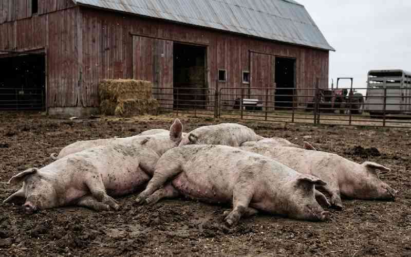 African Swine Fever Has Killed Over 1,470 Pigs in Kiambu — And Seven Counties Are Already Under Threat
