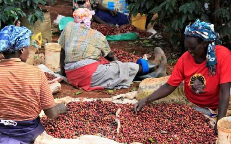 Kenya's Coffee Farmers Just Earned Sh41 Billion — And That Number Should Mean More Than It Does